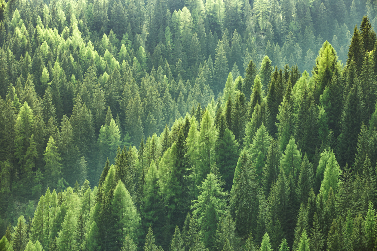 What Is Sustainability Reporting?